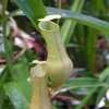 Rediscovered the pitcher plant in Vietnam after 100 years