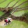 Sapa with the rice planting season