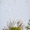 Scientists call to protect Hai Duong Stork Island