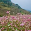 Buckwheat Flower Season - Ha Giang