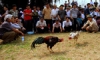 Battle of the Chickens 