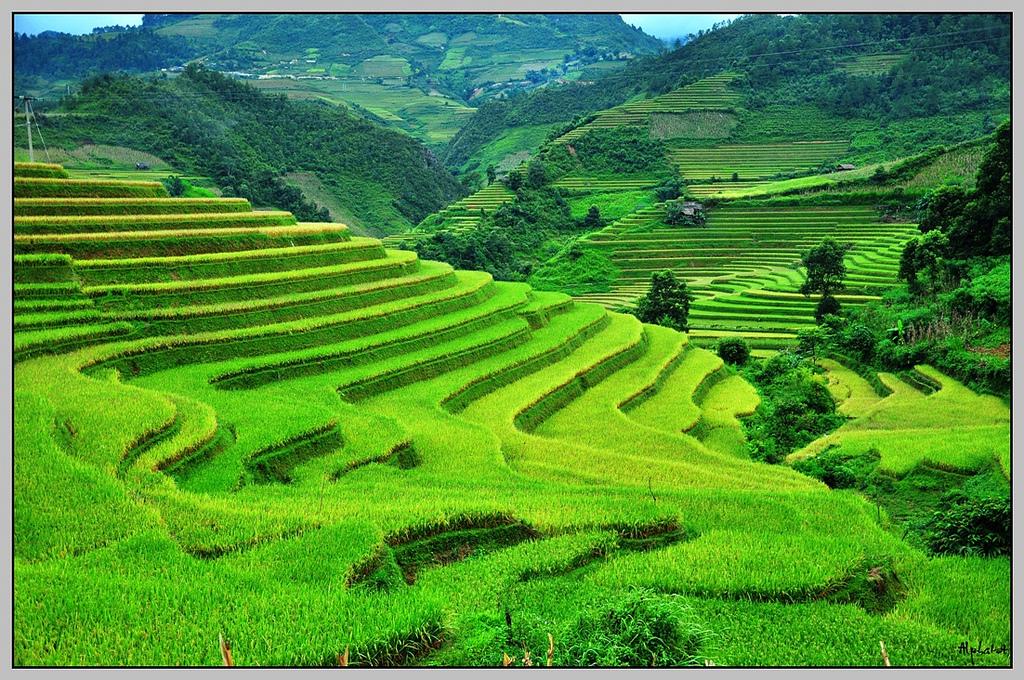 Beauty of Mu Cang Chai - the home of terraced fields in Vietnam
