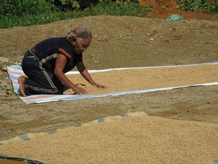 More than harvesting golden rice fields - A special culture of Co Tu ethnic people