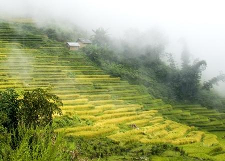 Travel to breathtaking terrace fields of Vietnam’s north-west frontier