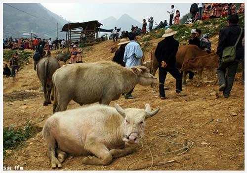 trâu trắng sapa