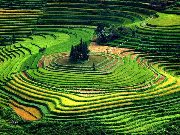 Rice Paddy Terrace