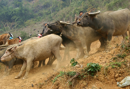 Buffalo market in Sapa